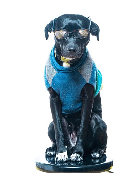 The Ultimate Guide to Finding the Perfect Dog Costume for Adults