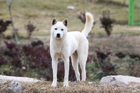 The Ultimate Guide to Finding the Perfect Jindo Puppy for Sale