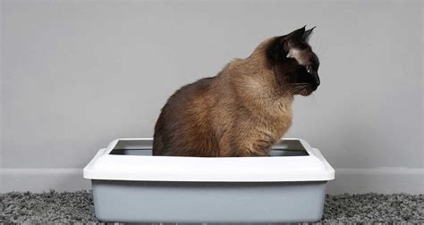 The Ultimate Guide to Finding the Perfect Litter Box