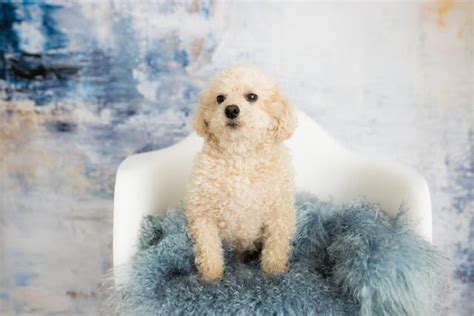 The Ultimate Guide to Finding the Perfect Toy Poodle for Sale