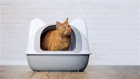 The Ultimate Guide to Finding the Purrfect Litter Box at PetSmart