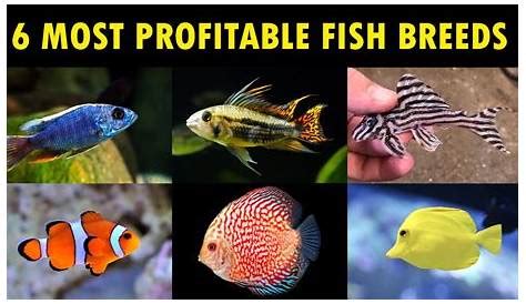 The Ultimate Guide to Fish Pens: A Comprehensive Resource for Aspiring Aquaculturists