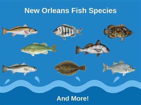 The Ultimate Guide to Fishing for Escort Fish in New Orleans