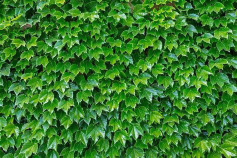 The Ultimate Guide to Fitbryceadams Ivy: Unlocking the Beauty and Benefits of This Unique Plant