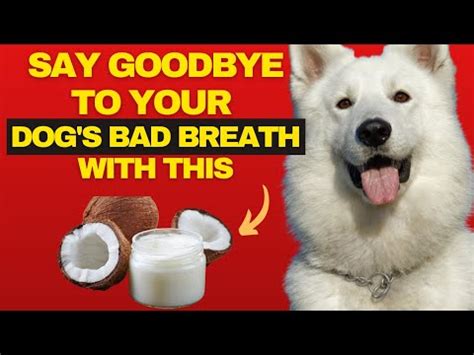 The Ultimate Guide to Freshening Dog Breath: Say Goodbye to Bad Breath