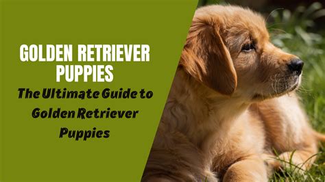 The Ultimate Guide to Golden Retriever Puppies: Everything You Need to Know