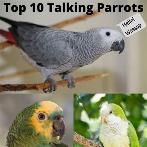 The Ultimate Guide to Good Talking Parrots: A Comprehensive Look at the Best Talkative Breeds