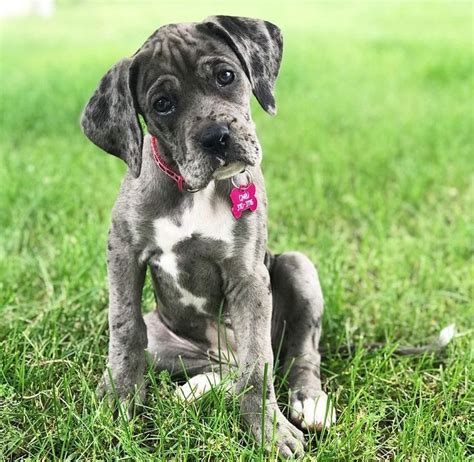 The Ultimate Guide to Great Dane and Boxer Mix Puppies: A Perfect Blend of Strength and Affection