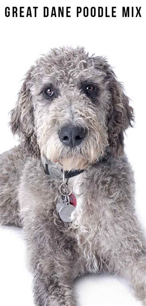 The Ultimate Guide to Great Dane and Poodle Mix Puppies: A Match Made in Canine Heaven