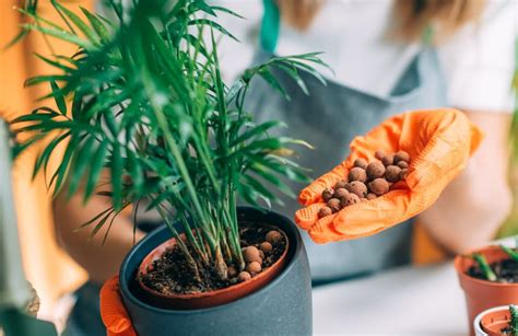 The Ultimate Guide to Growing and Caring for Your Indoor Plants (Plant Luvrr Edition)