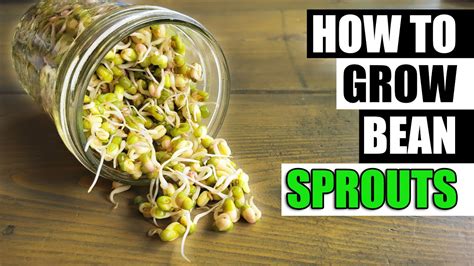 The Ultimate Guide to Growing and Enjoying Cute, High-Yielding Bean Sprouts