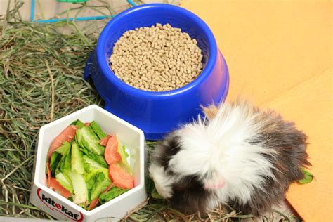 The Ultimate Guide to Guinea Pig Pellets: Nutrition, Health, and Recommendations