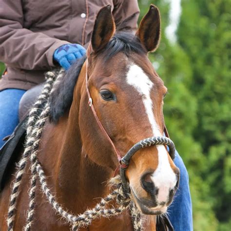 The Ultimate Guide to Hackamores: A Gentler Approach to Bridleless Horsemanship