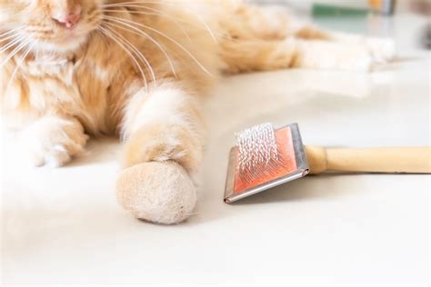 The Ultimate Guide to Hairball Treats for Cats: Solving Your Furry Friend's Hairy Predicament