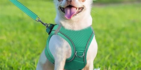 The Ultimate Guide to Harnesses for Small Dogs: Ensuring Comfort and Safety for Your Furry Friend