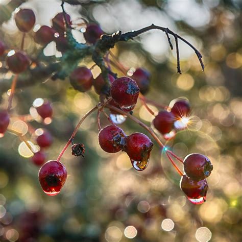 The Ultimate Guide to Hawthorn Berry: Unlocking Its Health Benefits