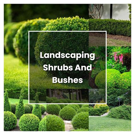 The Ultimate Guide to Hedges and Bushes: Your Landscaping Essentials