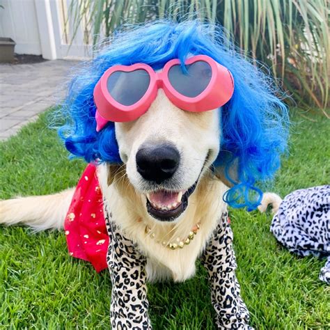 The Ultimate Guide to Hilarious Dogs in Costumes