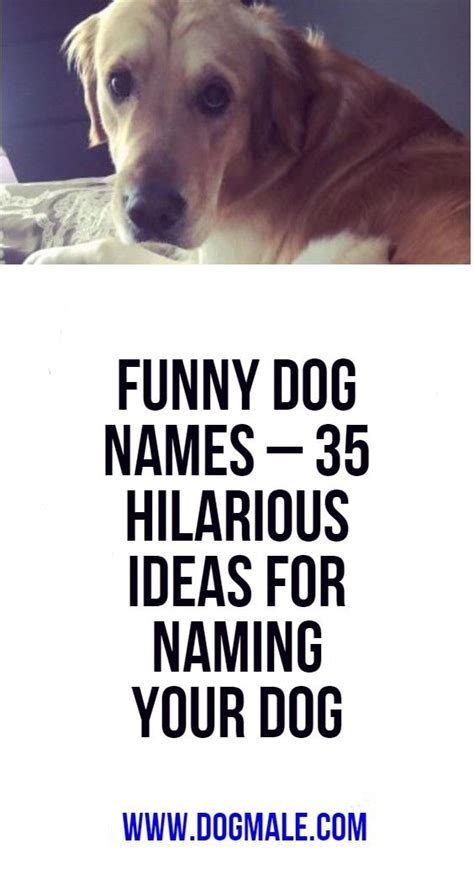 The Ultimate Guide to Hilariously Silly Male Dog Names