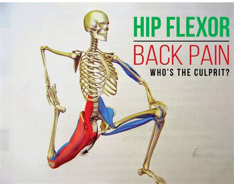 The Ultimate Guide to Holyhipbones: Unlock Your Body's Flexibility and Strength