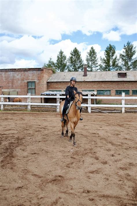 The Ultimate Guide to Horse Shoes: Ensuring Comfort and Performance