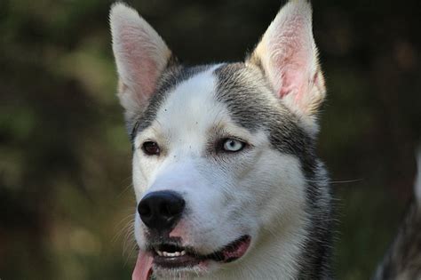 The Ultimate Guide to Huskies: Everything You Need to Know