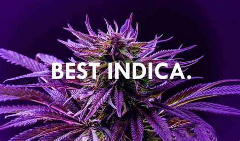 The Ultimate Guide to Indica Flowers: Unlocking the Relaxing Effects