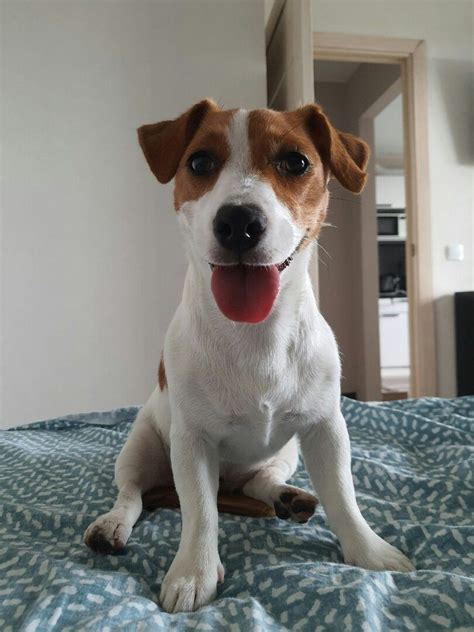 The Ultimate Guide to Jack Russell Terriers: A Comprehensive Companion for Puppies