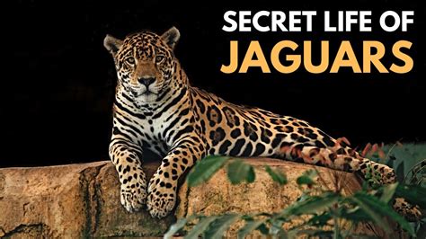 The Ultimate Guide to Jaguars: Uncover the Secrets of These Majestic Creatures