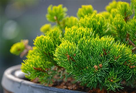 The Ultimate Guide to Juniper Fertilizer: 5 Essential Tips