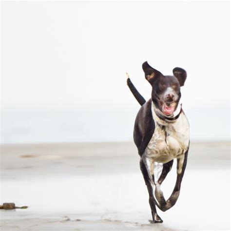 The Ultimate Guide to Lab Pointer Mixes: A Comprehensive Resource for Pet Owners