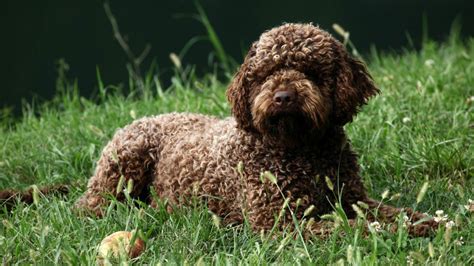 The Ultimate Guide to Lagotto Romagnolo Cost