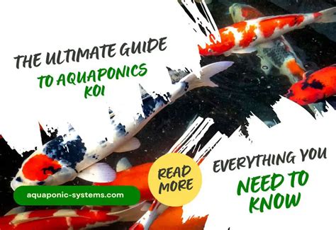 The Ultimate Guide to Lala Koi: Everything You Need to Know