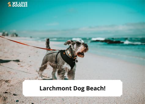 The Ultimate Guide to Larchmont Dog Beach