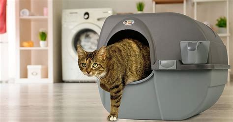 The Ultimate Guide to Litter Box Enclosures: Privacy, Odor Control, and Style