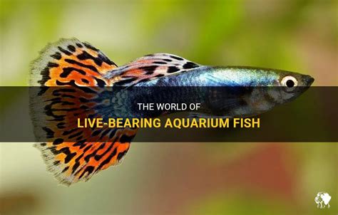 The Ultimate Guide to Live-Bearing Aquarium Fish