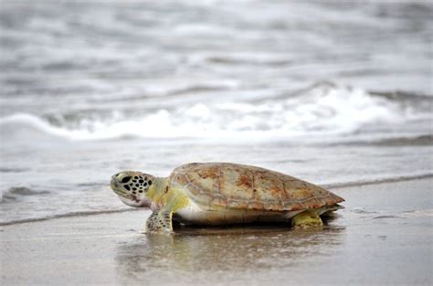 The Ultimate Guide to Loggerhead Dictionary: Unraveling the Secrets of Sea Turtle Conservation