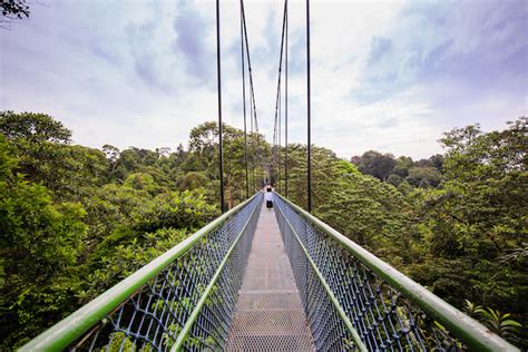 The Ultimate Guide to MacRitchie Reservoir Bus Stop: A Comprehensive Exploration for Commuters and Nature Enthusiasts