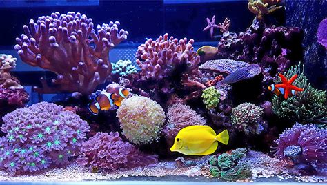 The Ultimate Guide to Marine Reef Aquarium Fish: A Comprehensive Exploration for Beginners and Aficionados Alike