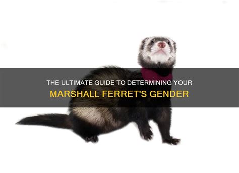 The Ultimate Guide to Marshall Ferrets: The Pocket-Sized Charmers