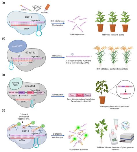 The Ultimate Guide to Marujin28: Unlocking the Power of CRISPR-Cas13