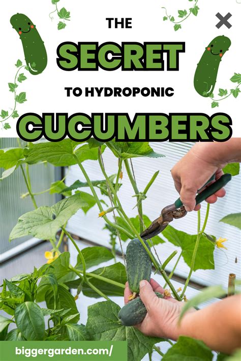 The Ultimate Guide to Maximizing Cucumber Production