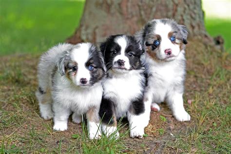 The Ultimate Guide to Mini Aussie Puppies: Welcome Home Your Miniature Australian Shepherd