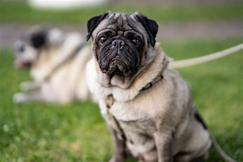 The Ultimate Guide to Mini Pugs: Everything You Need to Know