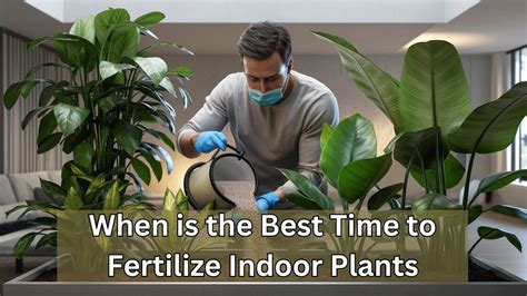 The Ultimate Guide to Molly Plant Fertilizing Time