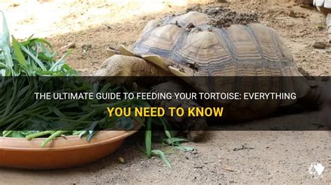 The Ultimate Guide to Naming Your Tortoise: A Treasury of Timeless Tortoise Names