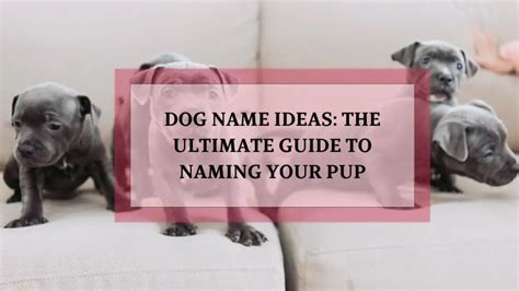 The Ultimate Guide to Naming Your Virtual Pet