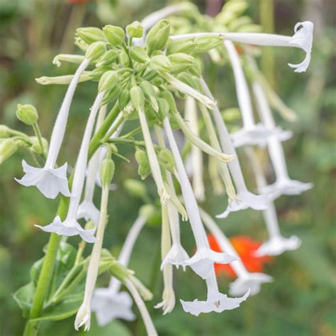 The Ultimate Guide to Nicotiana sylvestris (Double Diamond Nakara)