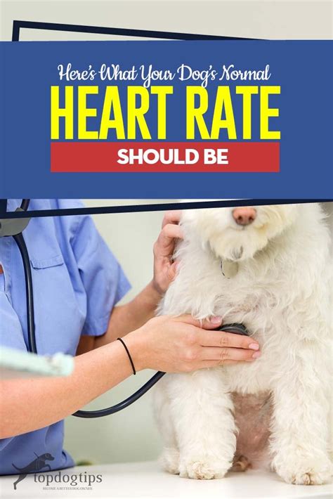 The Ultimate Guide to Normal Heart Rate in Canines