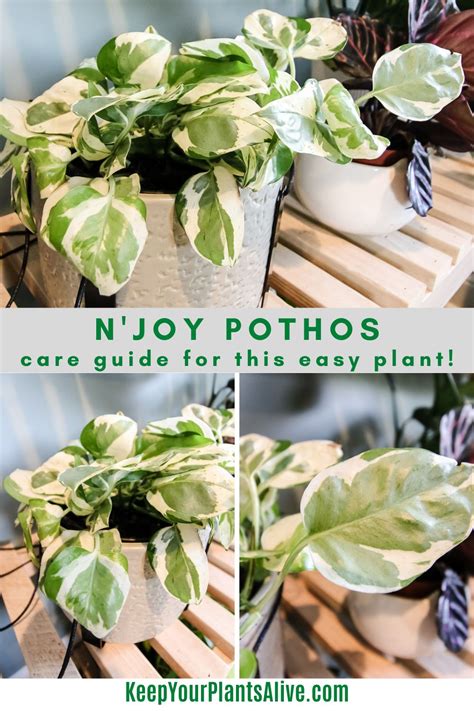 The Ultimate Guide to Nourishing Your Pothos